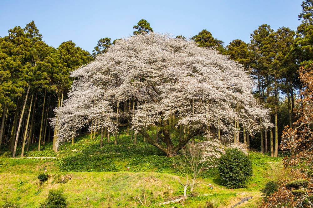 糸島🌸桜の名所🌸